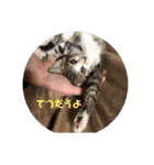 子猫 蛍くんスタンプ（個別スタンプ：7）