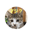子猫 蛍くんスタンプ（個別スタンプ：8）
