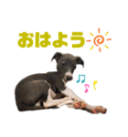 Leonくんのスタンプ（個別スタンプ：1）