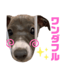 Leonくんのスタンプ（個別スタンプ：9）
