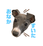 Leonくんのスタンプ（個別スタンプ：10）