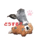 Leonくんのスタンプ（個別スタンプ：14）