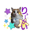猫のルキとレンレン（個別スタンプ：3）