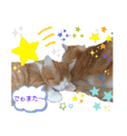 猫のルキとレンレン（個別スタンプ：4）