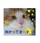 猫のルキとレンレン（個別スタンプ：5）