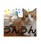 猫のルキとレンレン（個別スタンプ：6）
