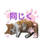 猫のルキとレンレン（個別スタンプ：7）
