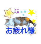 猫のルキとレンレン（個別スタンプ：10）