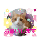 猫のルキとレンレン（個別スタンプ：11）