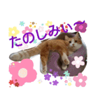 猫のルキとレンレン（個別スタンプ：13）