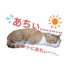 猫のルキとレンレン（個別スタンプ：16）