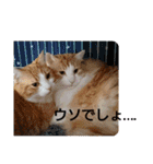 猫のルキとレンレン（個別スタンプ：17）