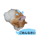 猫のルキとレンレン（個別スタンプ：18）