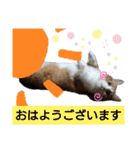 猫のルキとレンレン（個別スタンプ：19）
