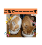 猫のルキとレンレン（個別スタンプ：20）