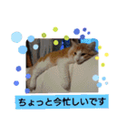 猫のルキとレンレン（個別スタンプ：21）