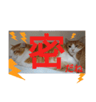 猫のルキとレンレン（個別スタンプ：24）