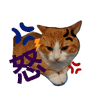 猫のルキとレンレン（個別スタンプ：25）