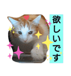 猫のルキとレンレン（個別スタンプ：30）