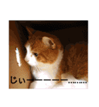 猫のルキとレンレン（個別スタンプ：31）