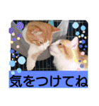 猫のルキとレンレン（個別スタンプ：33）