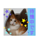 猫のルキとレンレン（個別スタンプ：34）