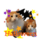猫のルキとレンレン（個別スタンプ：36）