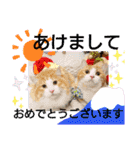 猫のルキとレンレン（個別スタンプ：38）