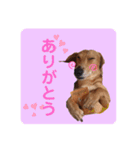 かわいいダックススタンプ1（個別スタンプ：1）