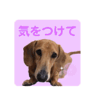 かわいいダックススタンプ1（個別スタンプ：3）