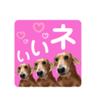 かわいいダックススタンプ1（個別スタンプ：4）