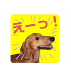 かわいいダックススタンプ1（個別スタンプ：5）