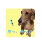 かわいいダックススタンプ1（個別スタンプ：8）