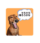 かわいいダックススタンプ1（個別スタンプ：9）