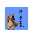 かわいいダックススタンプ1（個別スタンプ：10）