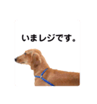 かわいいダックススタンプ1（個別スタンプ：11）