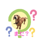 かわいいダックススタンプ1（個別スタンプ：13）