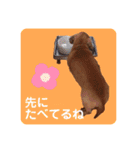 かわいいダックススタンプ1（個別スタンプ：18）