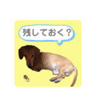 かわいいダックススタンプ1（個別スタンプ：19）