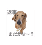 かわいいダックススタンプ1（個別スタンプ：20）