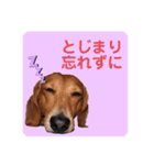 かわいいダックススタンプ1（個別スタンプ：21）