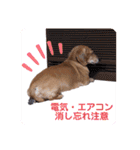 かわいいダックススタンプ1（個別スタンプ：22）