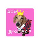 かわいいダックススタンプ1（個別スタンプ：25）