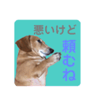 かわいいダックススタンプ1（個別スタンプ：26）