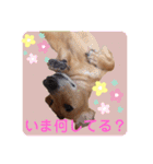 かわいいダックススタンプ1（個別スタンプ：29）