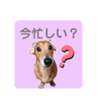 かわいいダックススタンプ1（個別スタンプ：30）