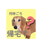 かわいいダックススタンプ1（個別スタンプ：31）