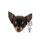 こてちゅすたんぷ♡（個別スタンプ：13）