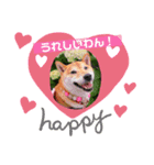 柴犬ロコ（個別スタンプ：3）