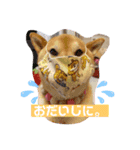 柴犬ロコ（個別スタンプ：5）